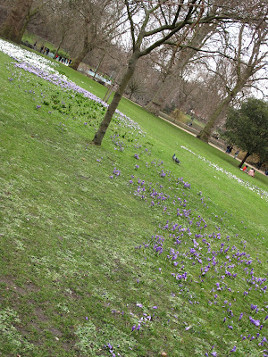 Springtime crocuses in St. James's Park.