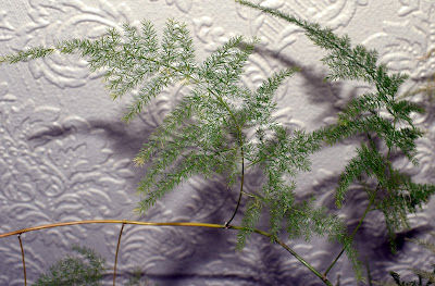 Asparagus Fern leaves