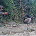 Encounter in Kathua: घाटी जुठाना में सुरक्षा बलों और आतंकवादियों के बीच गोलीबारी
