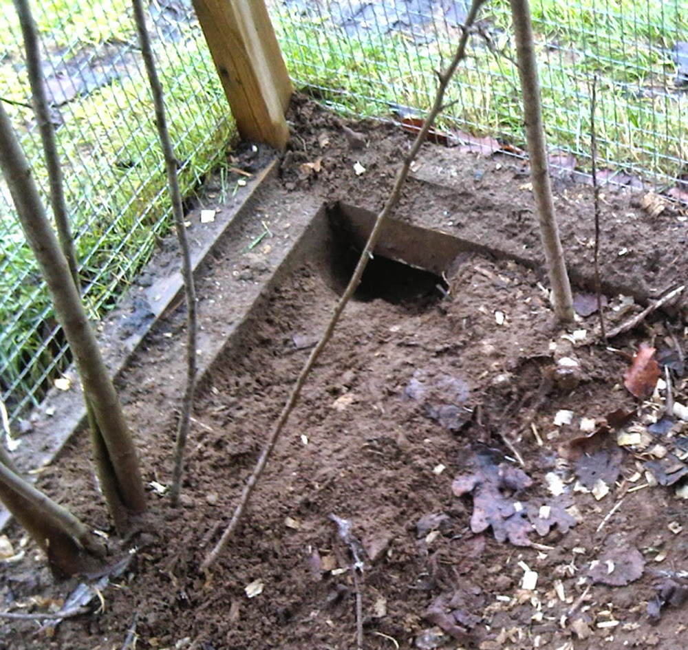 Keeping Rats Out of Chicken Coop | Modern Farming Methods