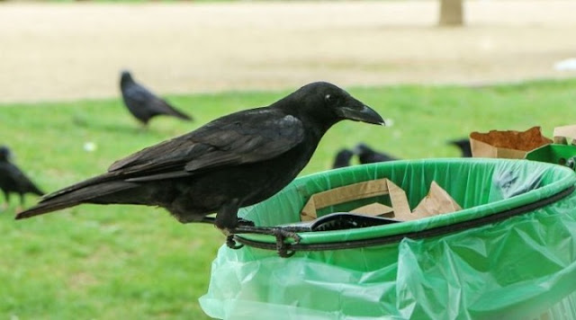 Di Prancis, Burung-burung Gagak Ikut Bekerja Membersihkan Sampah