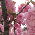 Cherry Blossoms in Paris