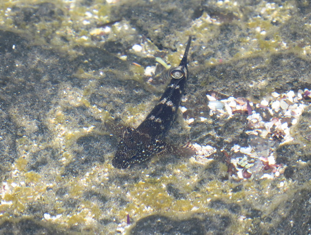 Rockpool creatures at El Cotillo Lighthouse - Fuerteventura