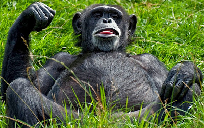 Monkey resting in the green grass