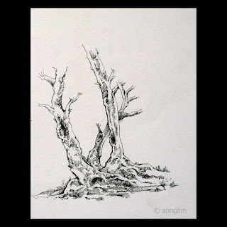 Line Drawing Tree by songlim