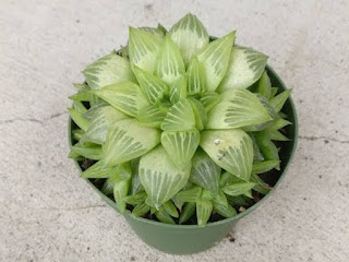 Haworthia Window