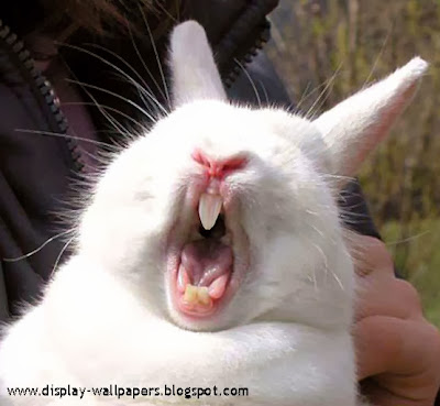 Funny Rabbit Pictures