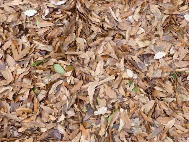 Carpet of fallen leaves at Kew Gardens