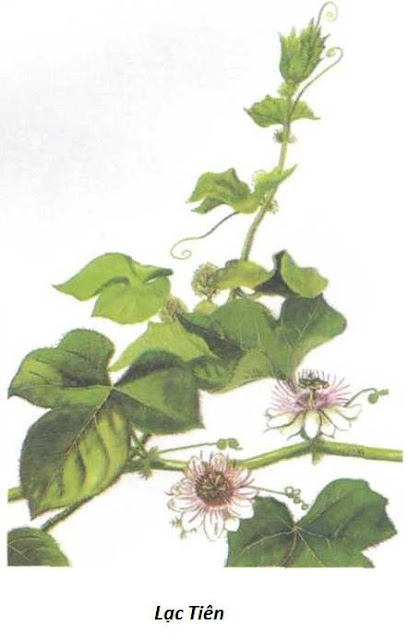 Hình trong sách - LẠC TIÊN - Passiflora foetida - Nguyên liệu làm Thuốc Ngủ, An Thần, Trấn Kinh