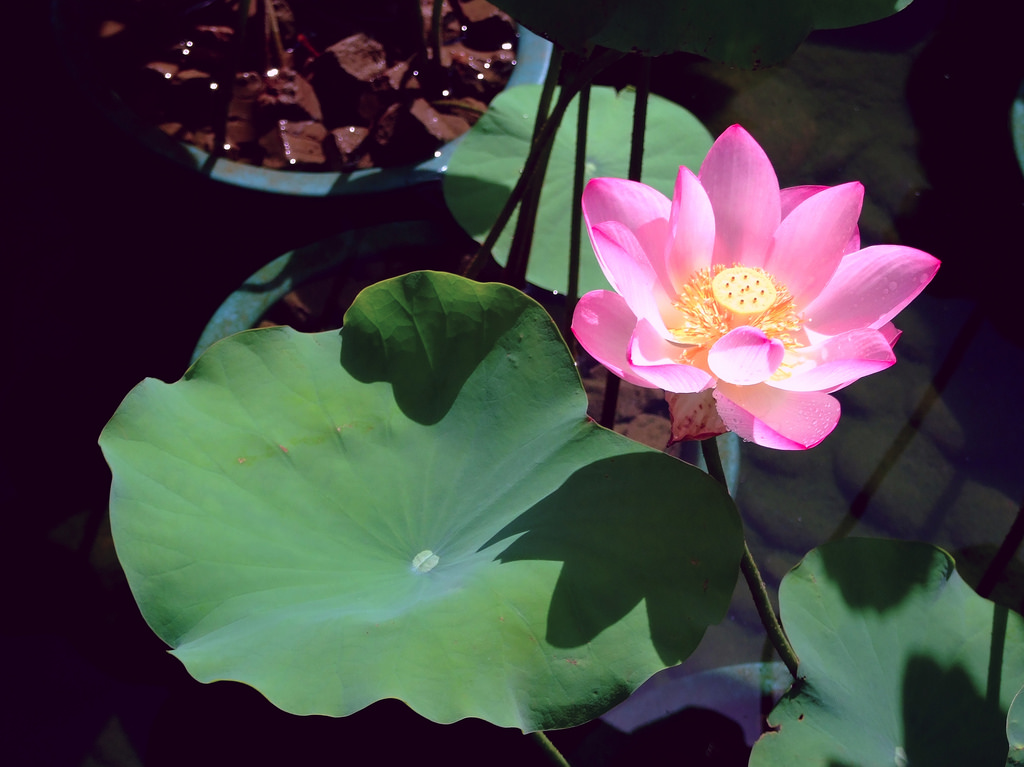 Gambar Bunga Lotus 