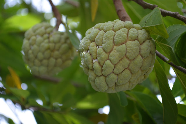 10 Super Health Benefits Of Custard Apple,custard apple benefits for health,sitaphal,Seetha Palam,advantages of custard,Helps you to realize weight,The magic of custard apple in treating anaemia: folks,Helps in digestion,Controls diabetes,Prevents heart attacks,Keeps you off from sterol,Healthy skin and hair,Controls force per unit area,Prevents asthma,vitamin B6,Benefits of this fruit for pregnant women