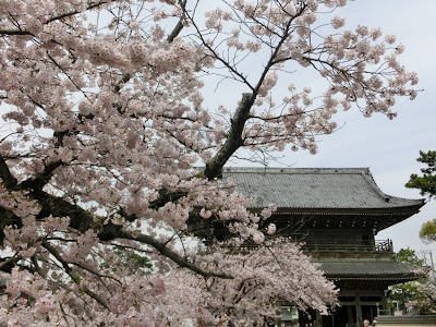  光明寺山門と桜