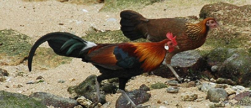 Gallus Bankiva atau Ayam  Hutan  Merah Cemani Kedu Farm