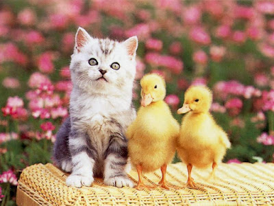 chat et poussins