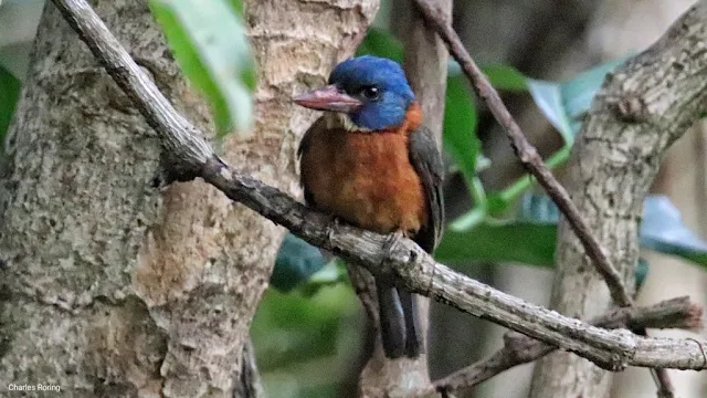 Green-backed Kingfisher in Tangkoko nature reserve