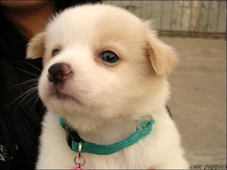 white cute puppy with a green collar, cute puppy pictures