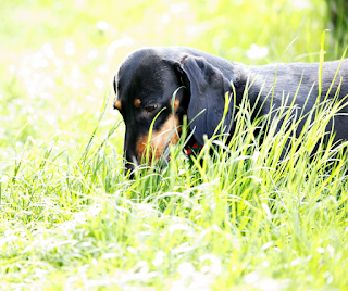 Black and tan Dachshund dog eating grass