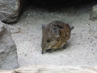 Elephant shrew