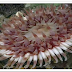 NO 32 : Species explorer--Dahlia Anemone -- Urticina felina