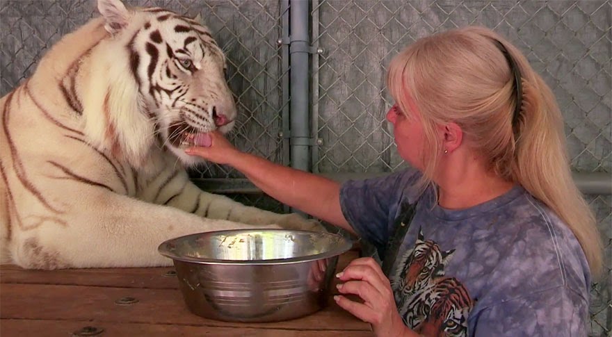 This Woman Keeps Two Pet Tigers In Her Backyard – And They’re As Loving And Playful As Kittens