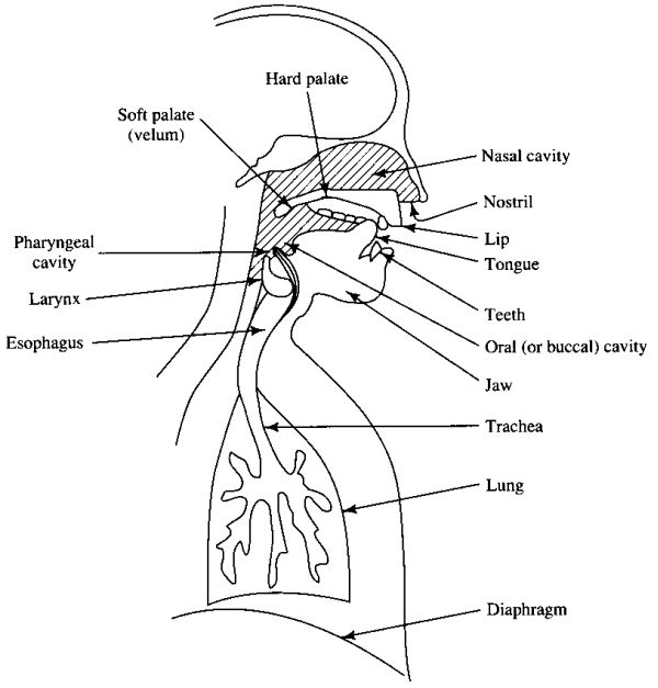 There are 15 speech organs