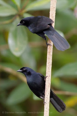 Velvet-fronted Grackle