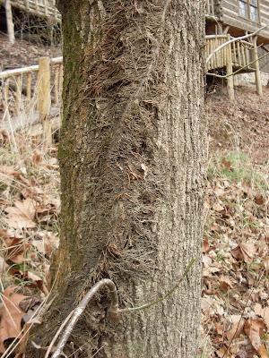 poison ivy vine. This is Poison Ivy.