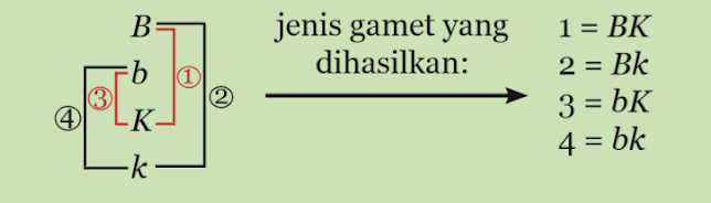 Gamet Heterozigot - Dihibrida