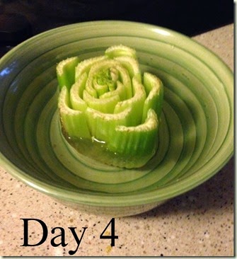 Day 4