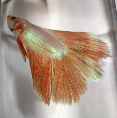 Double tail betta