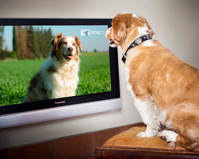 A Vivo TV traz para sua grade de programação o DOGTV, canal desenvolvido para atender as necessidades caninas. 