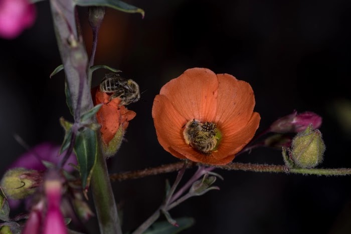 Adorable Pictures Of Bees That Sleep In Flowers