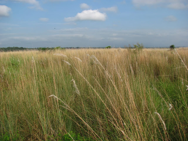 Elephant grass of Jaldapara