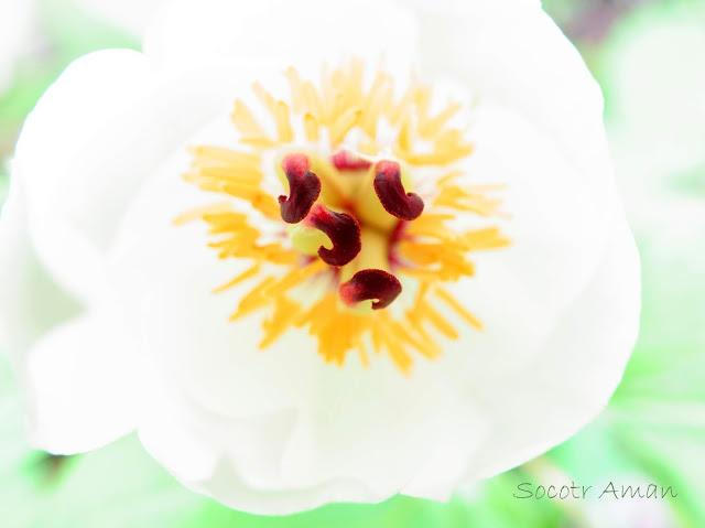 Paeonia japonica