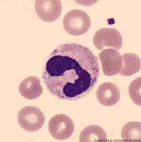 neutrofilo,hemocromatosis,sangre,células sanguíneas,leucocitos,glóbulo rojo