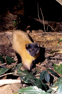 Roopkund Trek Loharjung to Wan route Yellow Marten on the way