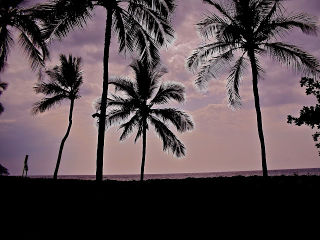 palm trees, hawaii, kona, sunset, beach, ocean, sea, vacation