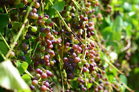 Dojrzewajacy winogron