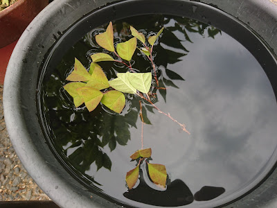 挿し穂　水揚げ