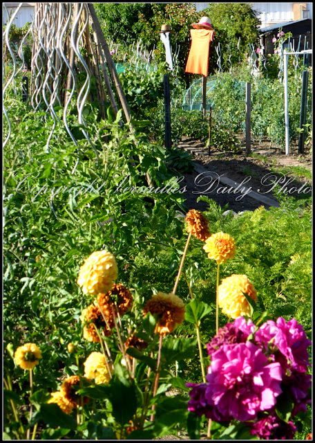 Allotments Versailles jardins familiaux Jussieu