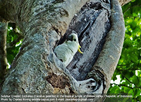 Sulphur-crested Cockatoo (Cacatua galerita)