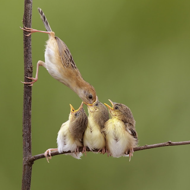 Bird Photos Nature Photography