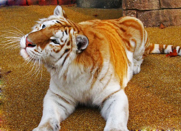 Conheça o tigre-dourado um animal muito rara