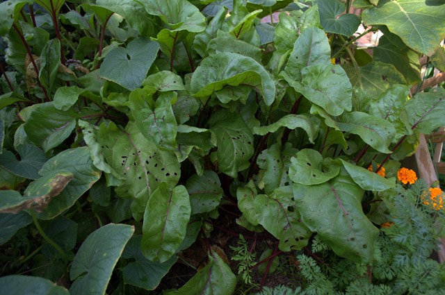 Beet Greens Aug 8