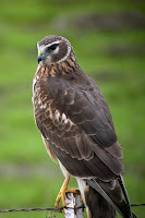 Northern Harrier, female – Mill Valley, CA – Jan. 2006 – photo by Len Blumin