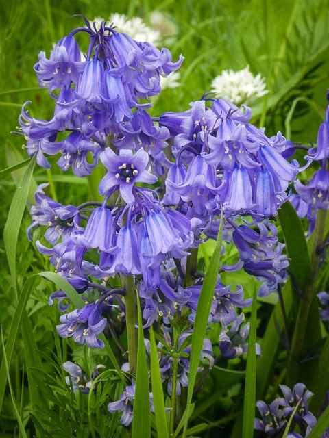 How to Care for Bluebell Flower? Meaning and Features