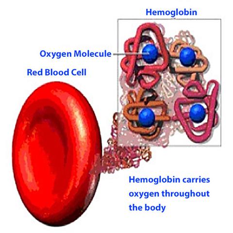 Difference between hemoglobin and oxy-hemoglobin