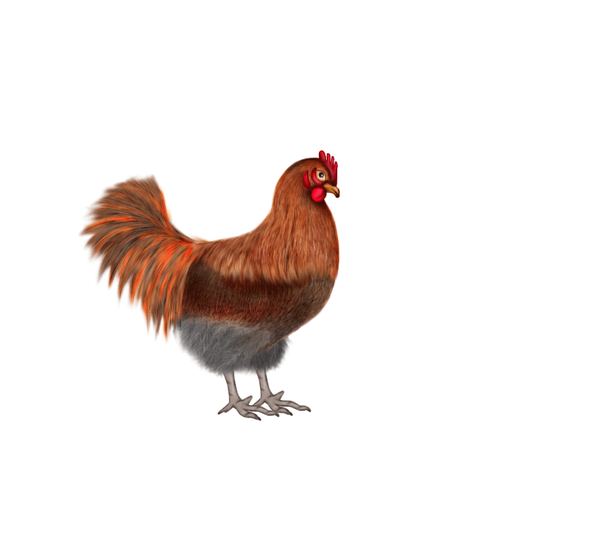Kumpulan Animasi  Gambar  Bergerak Ayam  Dan Telur ANIMASI  