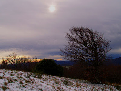 Monte Aquilone: faggio