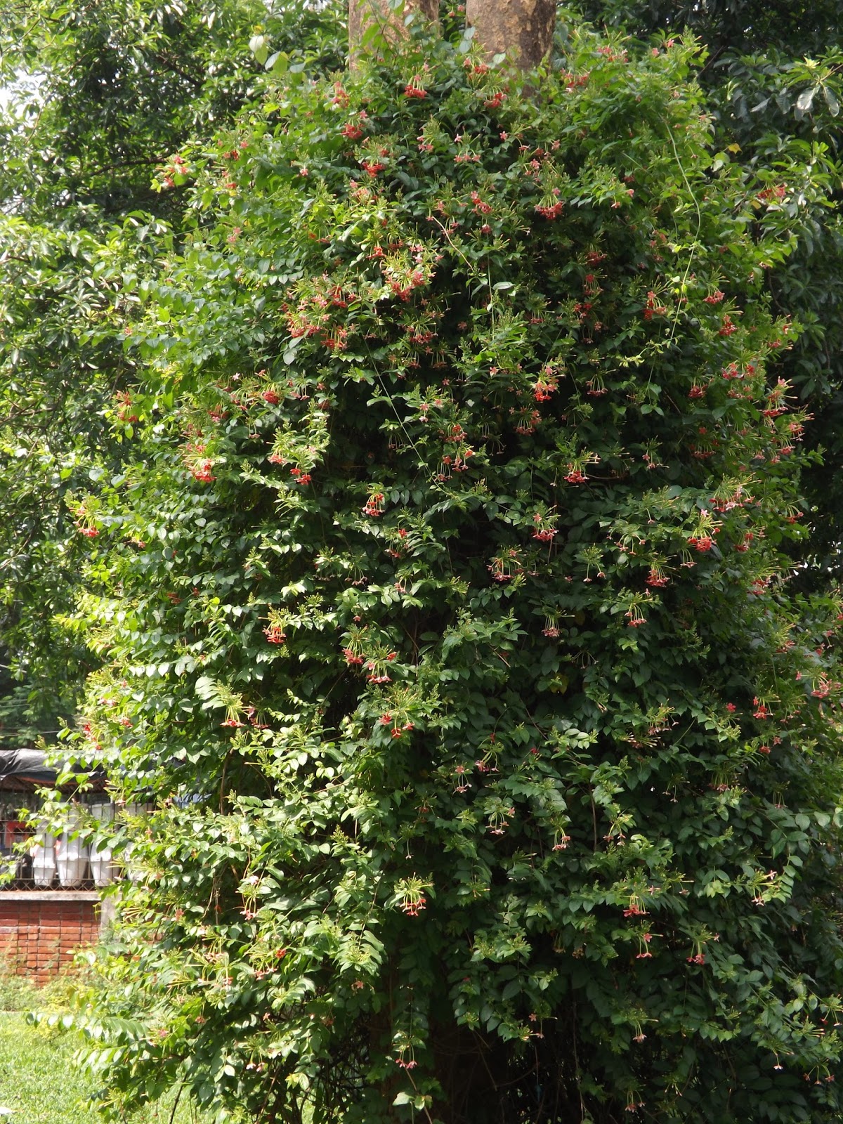 Modhu Monjori Ori Rangoon Creeper Combretum Indicum